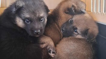 Zbiórka Zostań ich Mikołajem. Pomóż. - miniaturka zdjęcia