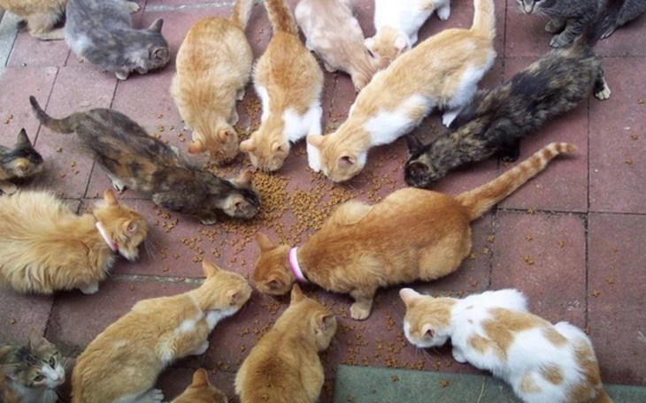 Grupa kotów jedzących karmę na podwórku.