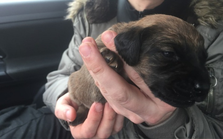 Zbiórka Grudniowy Apel o pomoc - zdjęcie główne