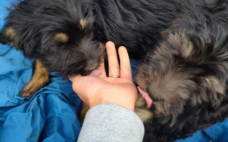 Zbiórka Szczeniaczki wyrzucone w lesie - zdjęcie główne