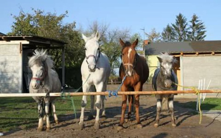 Zbiórka Dodatkowy sprzęt jeździecki!!! - zdjęcie główne