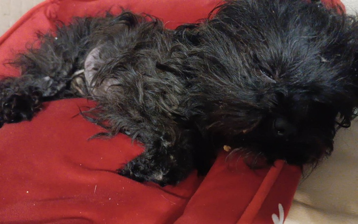 Zbiórka Dla Walecznego Amorka - zdjęcie główne