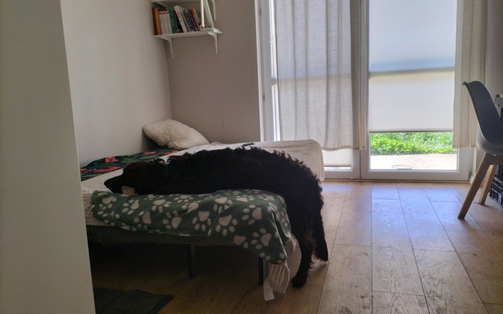 Zbiórka Pomoc dla psa Cezara, Ave - zdjęcie główne