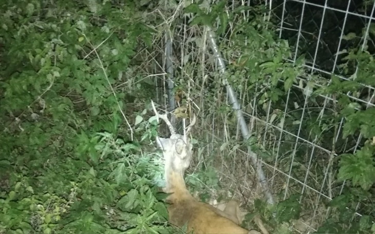 Zbiórka Ratujmy młodego jelenia - zdjęcie główne