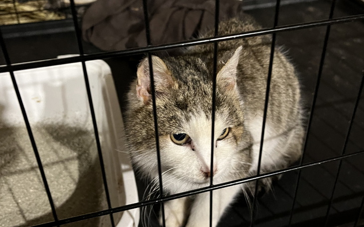 Zbiórka Aria - Kotka Prosi o Pomoc - zdjęcie główne