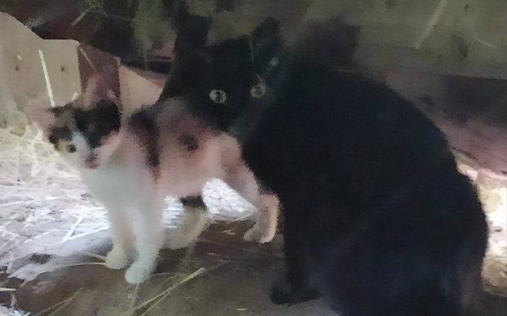 Zbiórka Zbiórka na małe kotki - zdjęcie główne