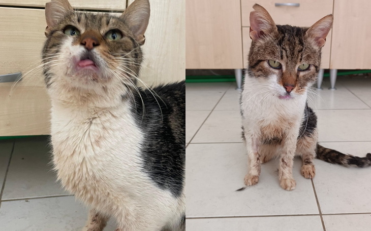 Dwa koty, jeden mokry, w kuchni.