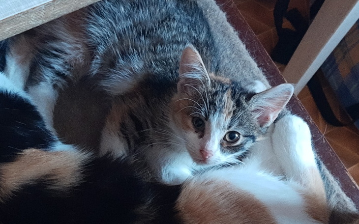 Zbiórka Pomoc w leczeniu kotów - zdjęcie główne