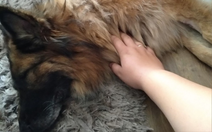 Zbiórka Pomóż nam odzyskać przyjaciela - zdjęcie główne