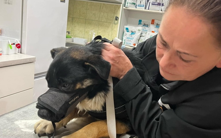 Zbiórka Nero potrzebuje Naszej pomocy - zdjęcie główne