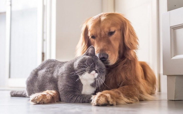 Zbiórka Na Pieski i Kotki - zdjęcie główne