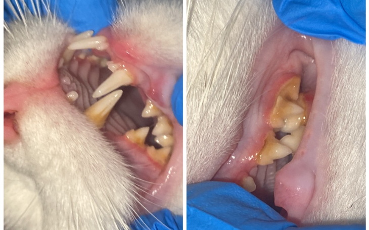 Zbiórka Wyleczenie ząbków i utrzymanie - zdjęcie główne