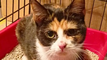 Zbiórka Ratujemy życie Fatimy - miniaturka zdjęcia