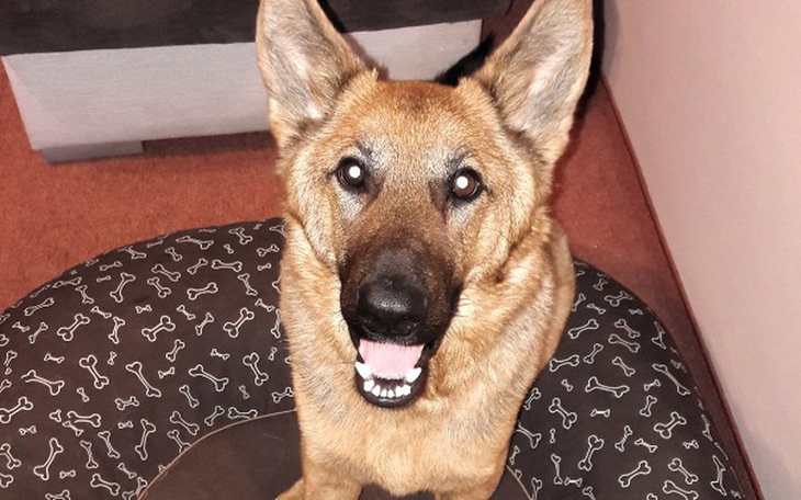 Zbiórka Korunia dziękuję za każdą pomoc! - zdjęcie główne