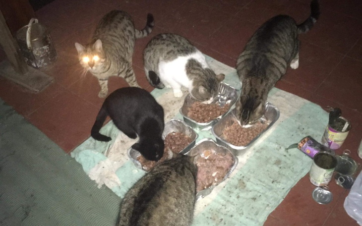 Zbiórka Głodne koty - zdjęcie główne