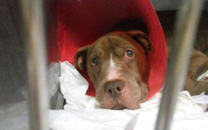 Pies w czerwonym kołnierzu, leżący w szpitalu weterynaryjnym.