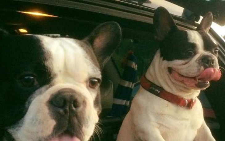 Zbiórka Psiaka - zdjęcie główne