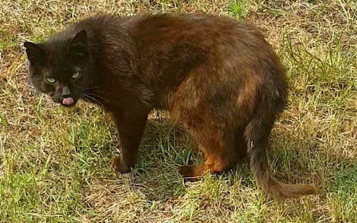 Zbiórka Serwis dla kota? Spróbujmy! - zdjęcie główne