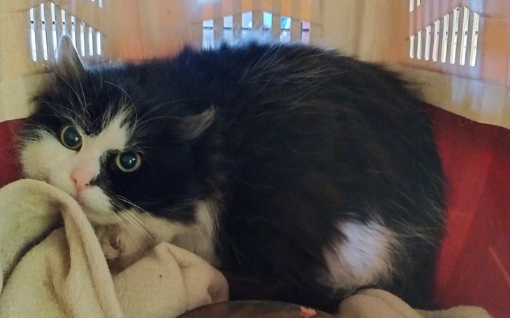 Czarnobiały kot schowany w transporterze, z niepewnym spojrzeniem.