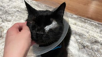 Zbiórka Wizyta w aptece - miniaturka zdjęcia