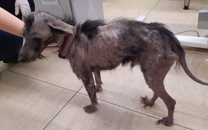 Zbiórka Umęczony życiem prosi o ratunek! - zdjęcie główne