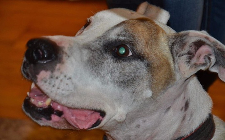 Zbiórka Wspomóż, udostępnij, daj dom! - zdjęcie główne