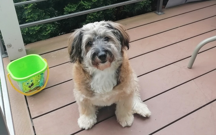 Zbiórka Operacja tchawicy pieska Bingo - zdjęcie główne