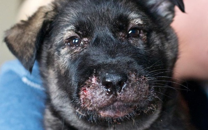 Szczeniak z ranami na pysku, potrzebujący pomocy.