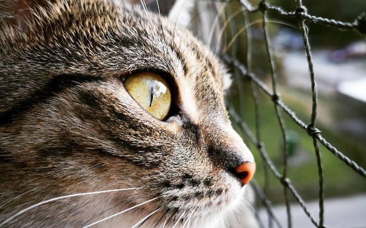 Zbiórka Na Zabieg dla Bletki - zdjęcie główne