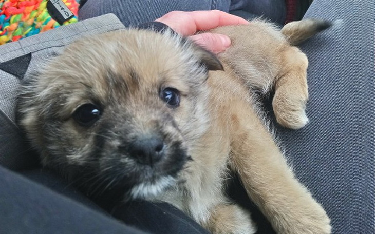 Zbiórka Na Rzepkę ze Skaryszewa! - zdjęcie główne