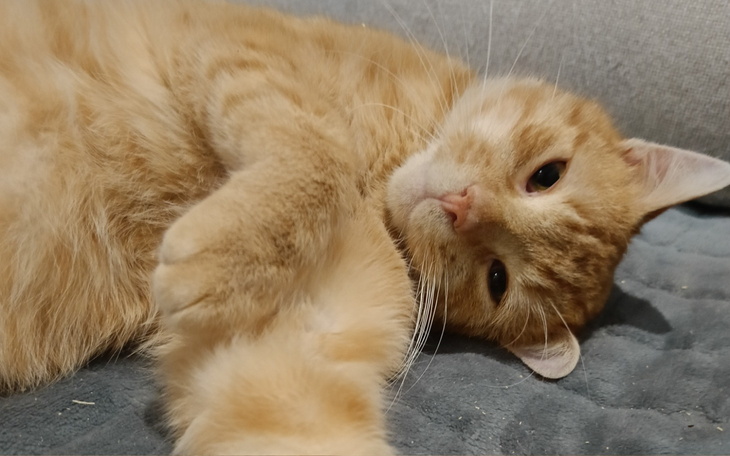 Rudy kot relaksujący się na miękkim kocu.