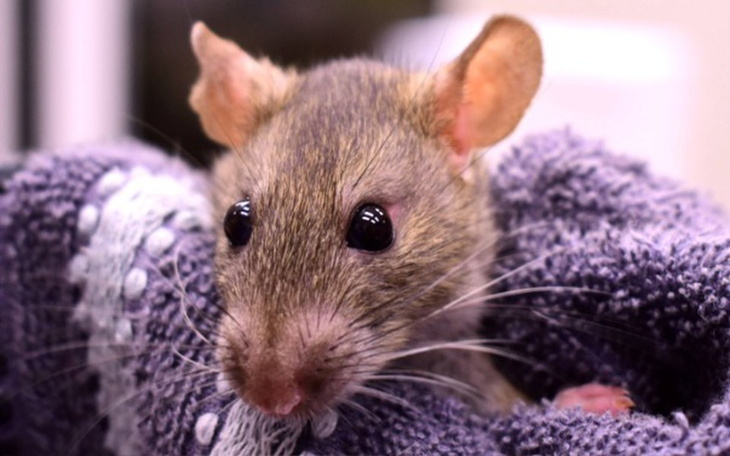 Zbiórka Jedzenie dla szczurów z DT-owych - zdjęcie główne