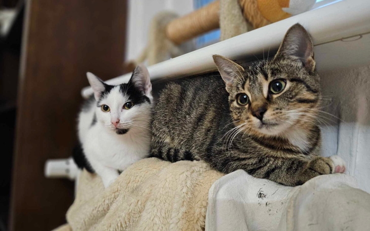 Dwa koty leżące obok siebie, wpatrujące się w dal.