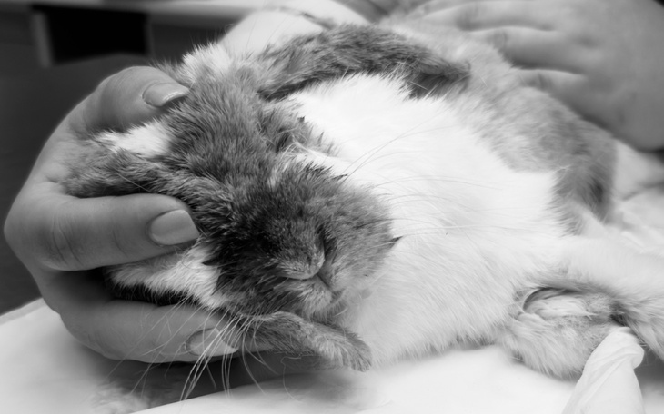 Chory królik w rękach opiekuna, otrzymujący pomoc weterynaryjną.