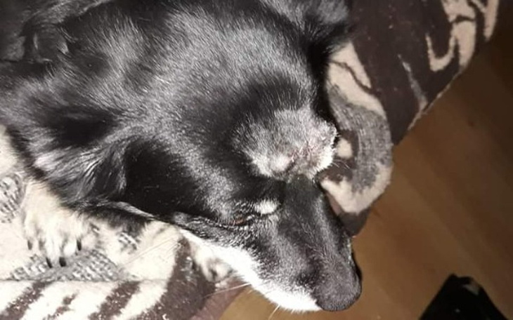 Zbiórka Psie serca pragną szczęścia. - zdjęcie główne