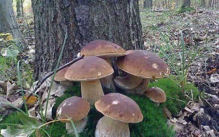 Zbiórka Yyyy - zdjęcie główne