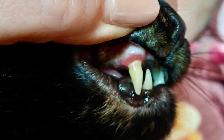 Zbiórka Szczerbata Mamba - zdjęcie główne