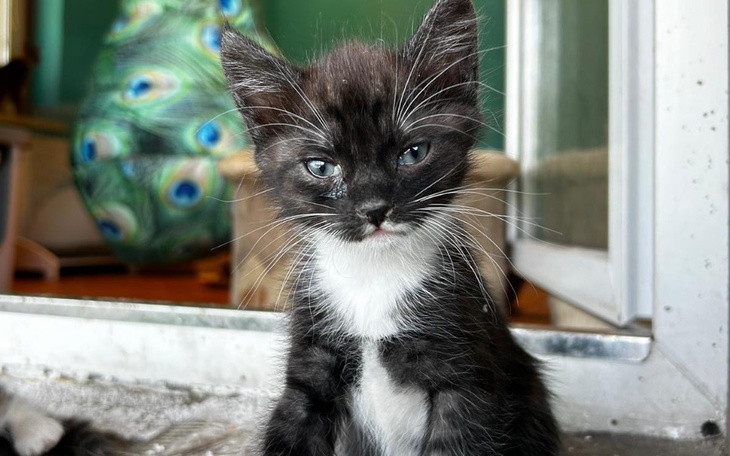 Mały czarny kotek z białymi akcentami.