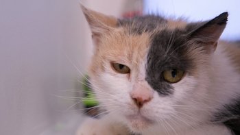 Zbiórka Wygrać z nowotworem dla Yuki - miniaturka zdjęcia