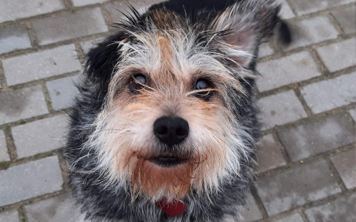 Zbiórka Fenix prosi o wsparcie na weta. - zdjęcie główne