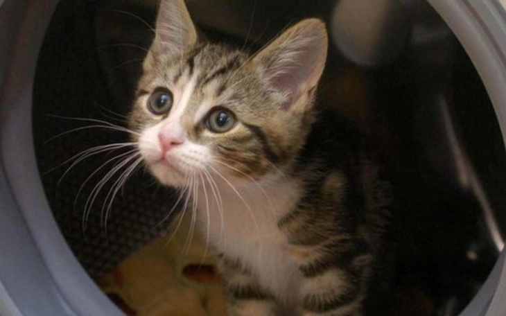 Zbiórka Pralka i suszarka - zdjęcie główne