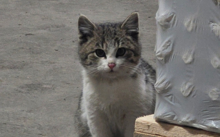 Mały kotek obserwujący otoczenie z ciekawością.
