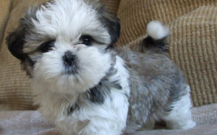 Zbiórka Piesek dla synka - zdjęcie główne