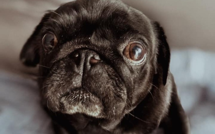 Zbiórka Skarbonka na leczenie MOPSOWISKO - zdjęcie główne