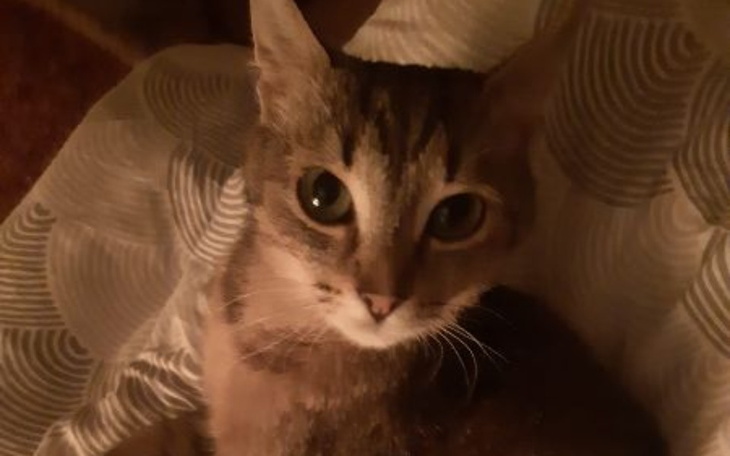 Zbiórka Kotek Sally umiera-proszę POMÓŻ - zdjęcie główne