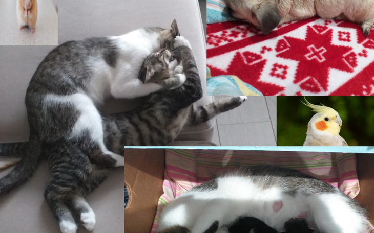 Zbiórka Pomoc zwierząt domowych - zdjęcie główne