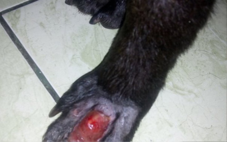 Zbiórka Leczenie łapy Cugi - zdjęcie główne