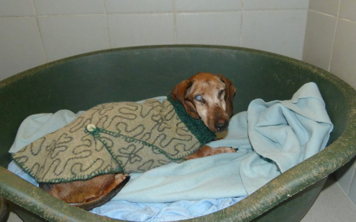 Zbiórka Staruszkowo jamnicze - zdjęcie główne