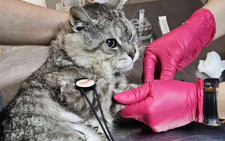 Weterynarz badający kota z różowymi rękawiczkami.