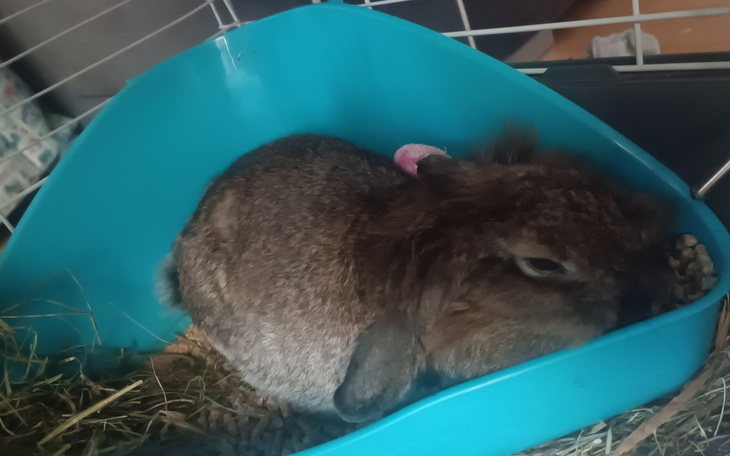 Zbiórka Leczenie KOFI - zdjęcie główne